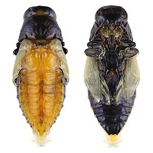 Pseudanilara purpureicollis, PL5705x, female, pupa, from Allocasuarina helmsii (PJL 3623) dead stem, photo on 29 Dec 2022, EP